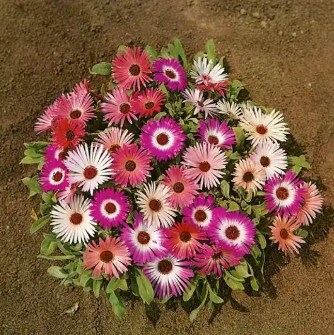 Livingstone Daisy carpet of colorful flowers